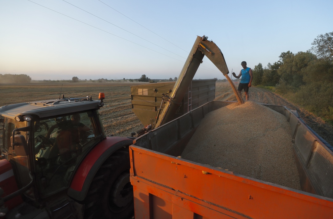 Cosecha de granos en Ucrania