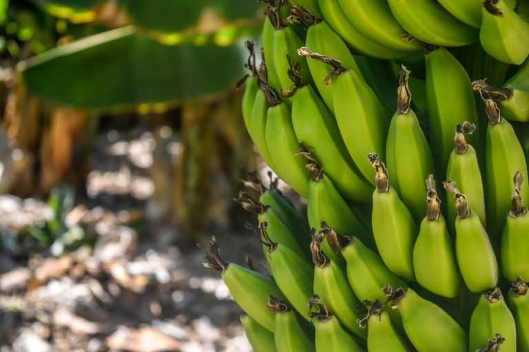 Dos plantas bananeras cierras por caída del dólar en Costa Rica