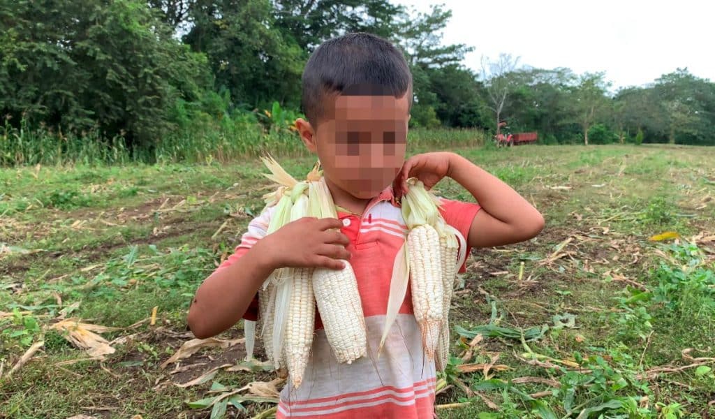 Un niño cultiva maíz en una parcela del campamento campesino, en Upala.