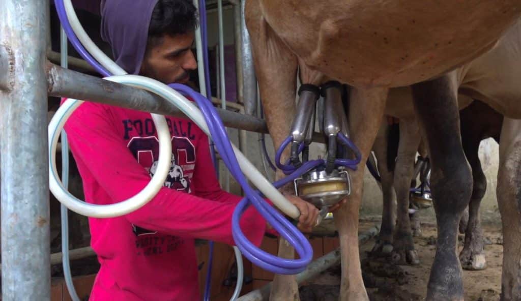 Un campesino nica en las tareas de ordeño tecnificado en el campamento campesino.