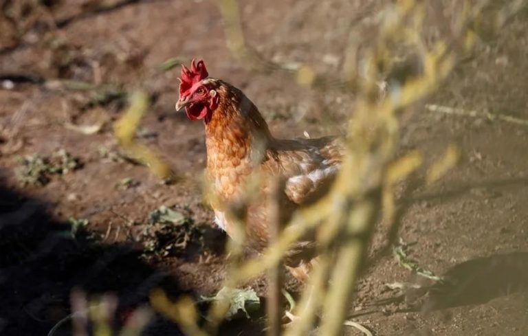 gallinas en alquiler
