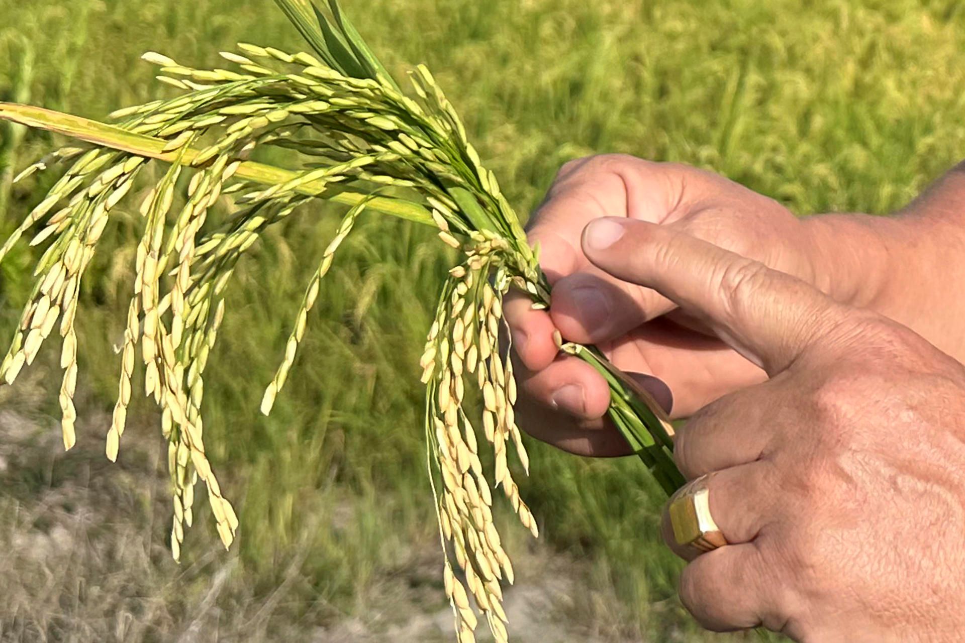 Plantación de arroz en Honduras