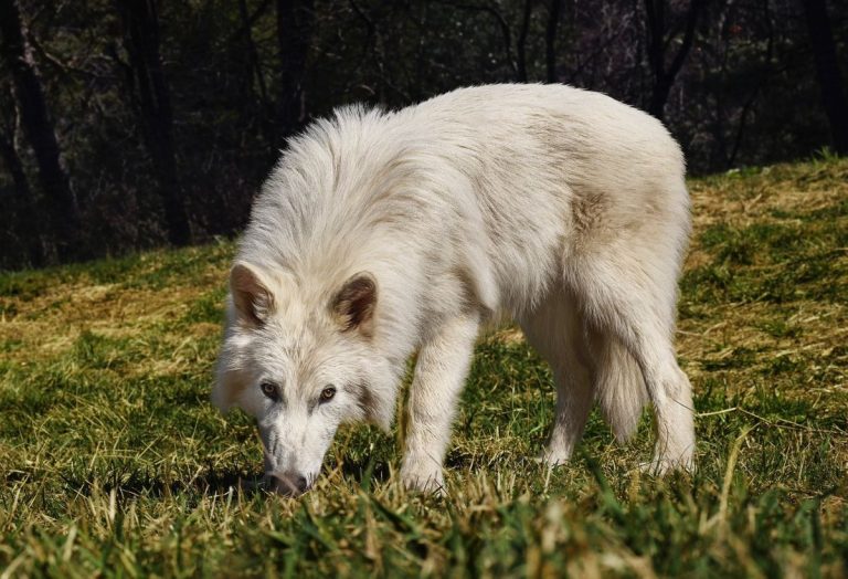 Lobos “desextinguidos”