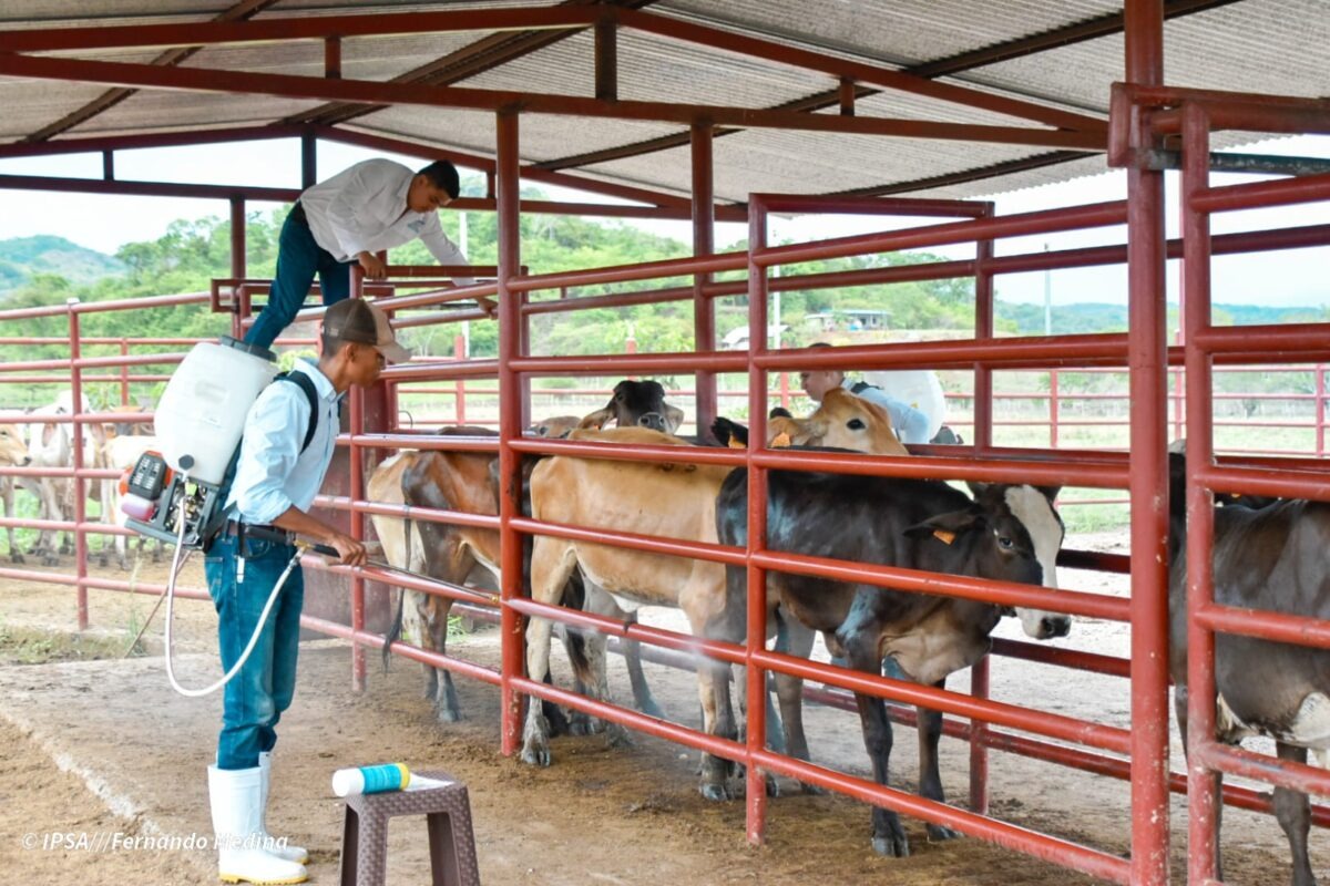 Vigilancia contra el gusano barrenador