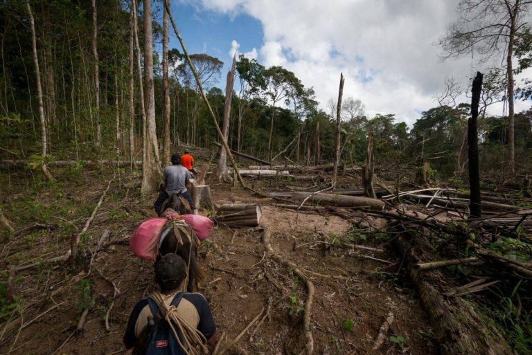 Despale en la Reserva Biológica Indio Maíz.