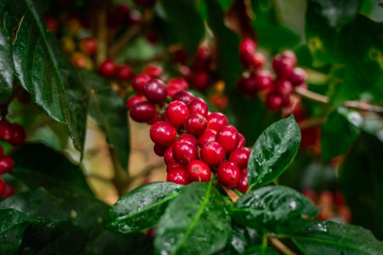 Frutos de café en las ramas de los cafetos.