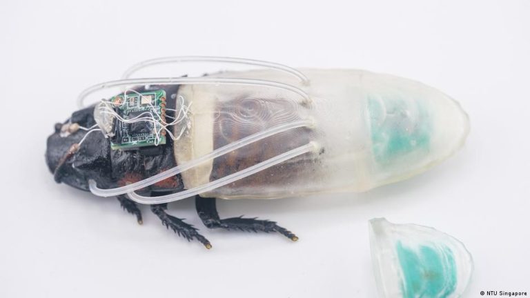 Cucaracha con un traje impreso en 3D